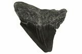 Fossil Posterior Megalodon Tooth - South Carolina #331484-1